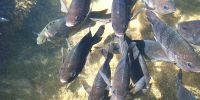 Wasseraufbereitung für Fischzucht