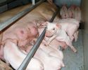 porc1.JPG