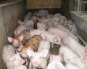porc3.JPG