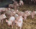 porc4