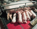 porc6